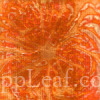  @ seppleaf.com