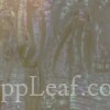  @ seppleaf.com