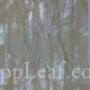  @ seppleaf.com